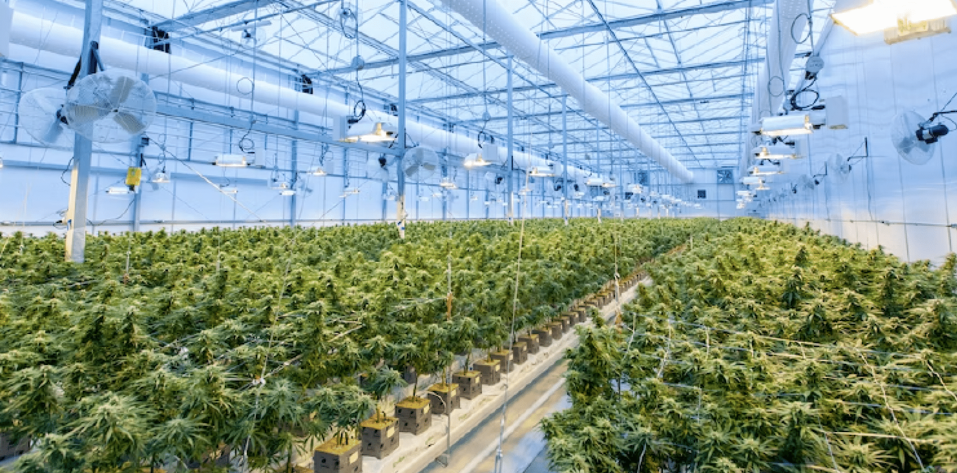 European Cannabis Q2 2022 Quarterly Update