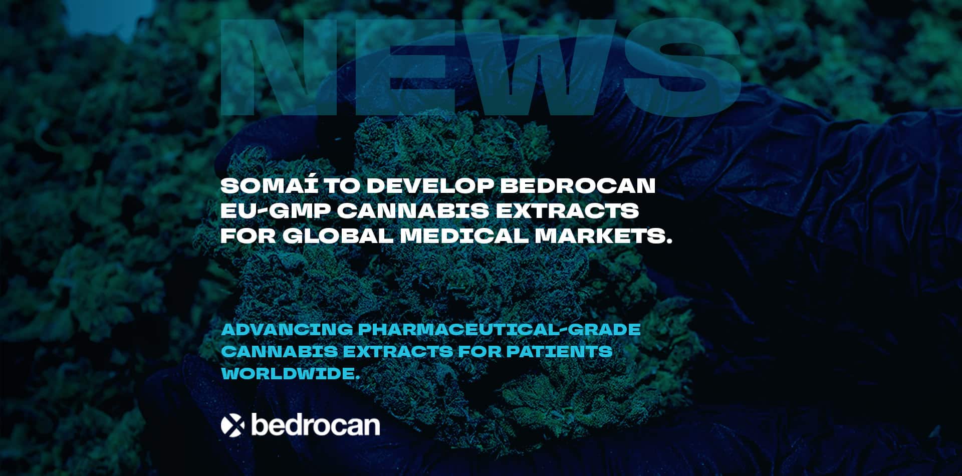 SOMAÍ to develop Bedrocan EU-GMP Cannabis Extracts for Global Medical Markets.